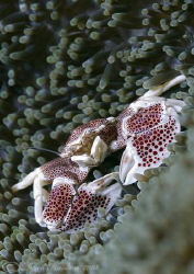 Porcelain crab. Lembeh strait's. D200, 60mm. by Derek Haslam 